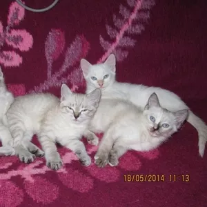 Продаю: Сиамские (тайские) котята разных окрасов