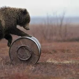 Грузчики круглосуточно-Русский Медведь