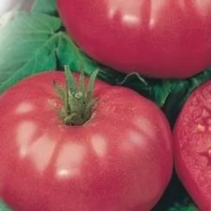 Продаем семена томатов в Краснодаре опт и розница