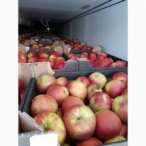Яблоки оптом от производителя,  35руб/кг