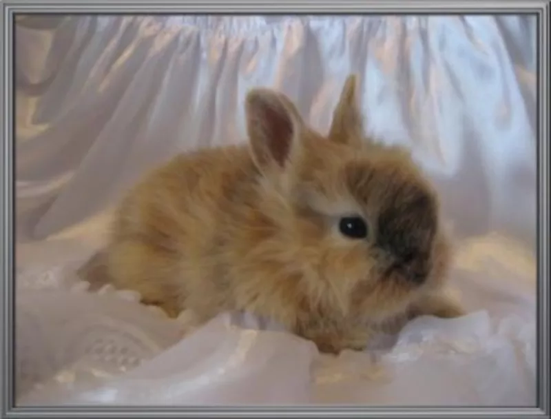 Карликовые Кролики из питомника-mr.Моркoffкин  2
