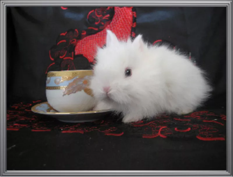 Карликовые Кролики из питомника-mr.Моркoffкин 