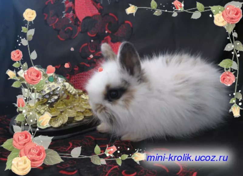 Красивые Карликовые Кролики 4