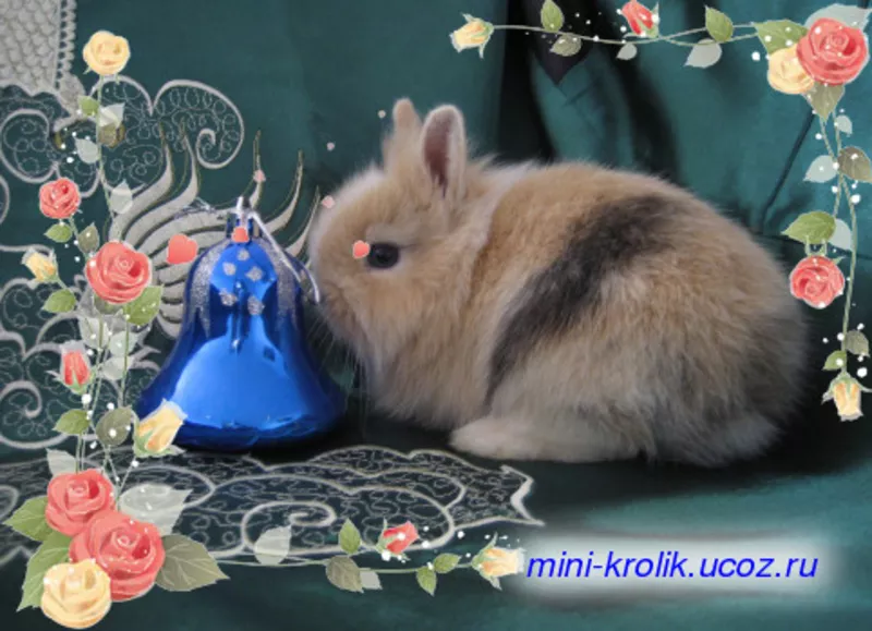 Красивые Карликовые Кролики 5