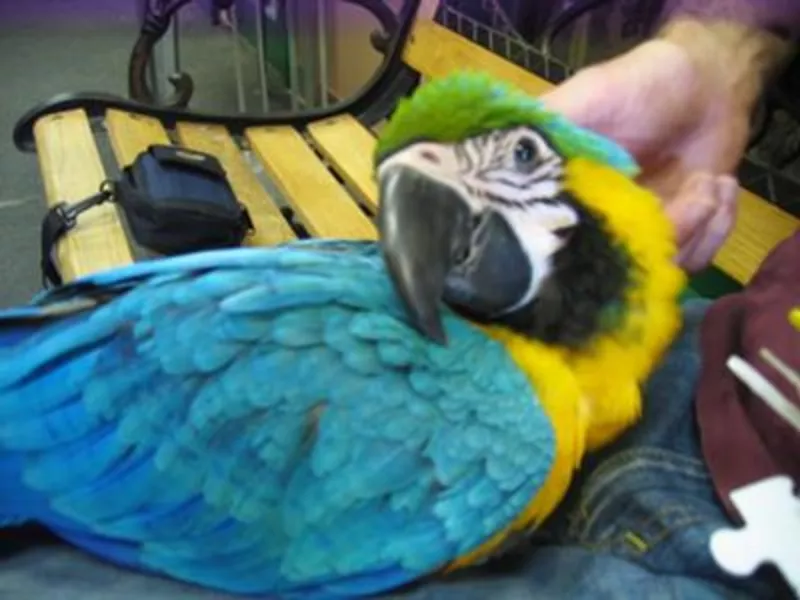 VМы продаем очень дружелюбный синий и золотой попугаев ара.