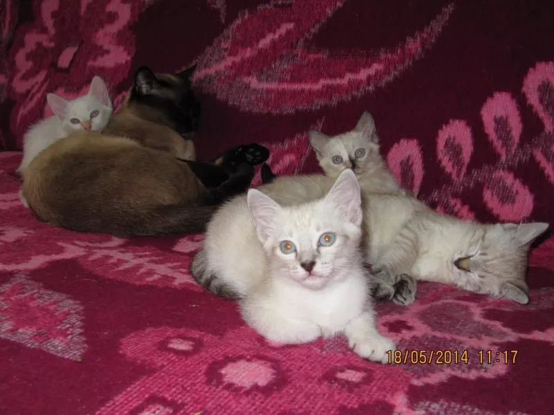 Продаю: Сиамские (тайские) котята разных окрасов 3