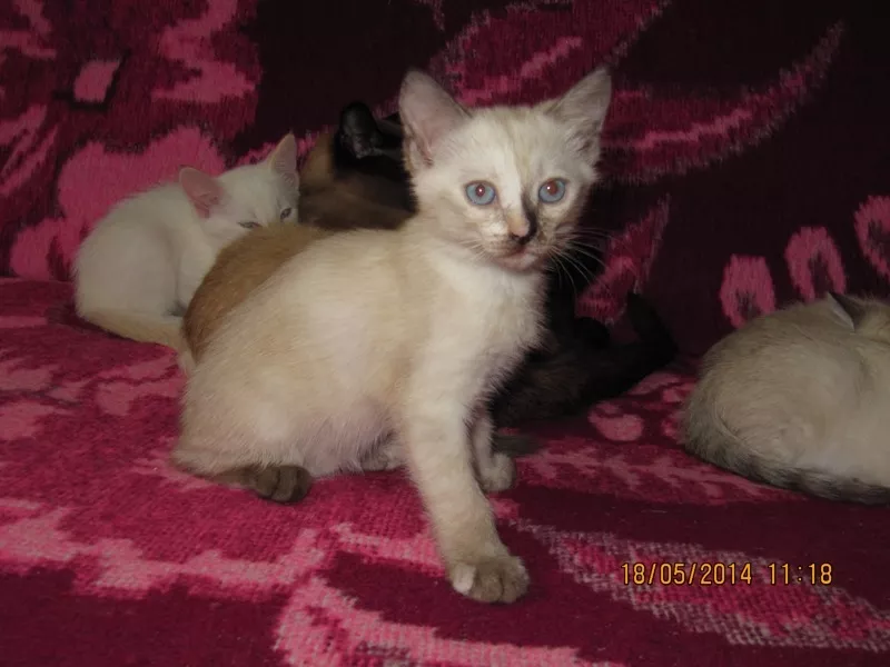 Продаю: Сиамские (тайские) котята разных окрасов 4