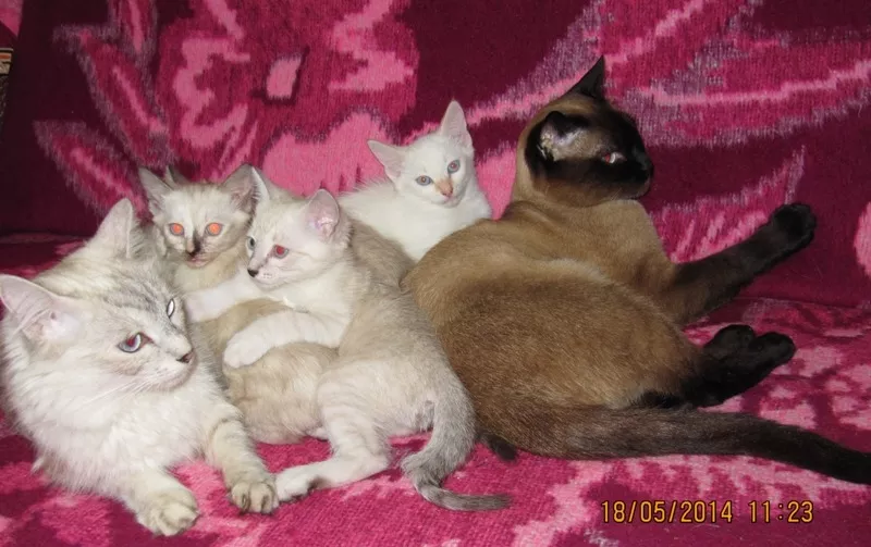 Продаю: Сиамские (тайские) котята разных окрасов 5
