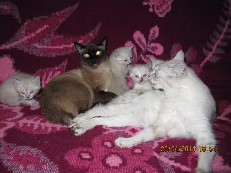 Продаю: Сиамские (тайские) котята разных окрасов 6