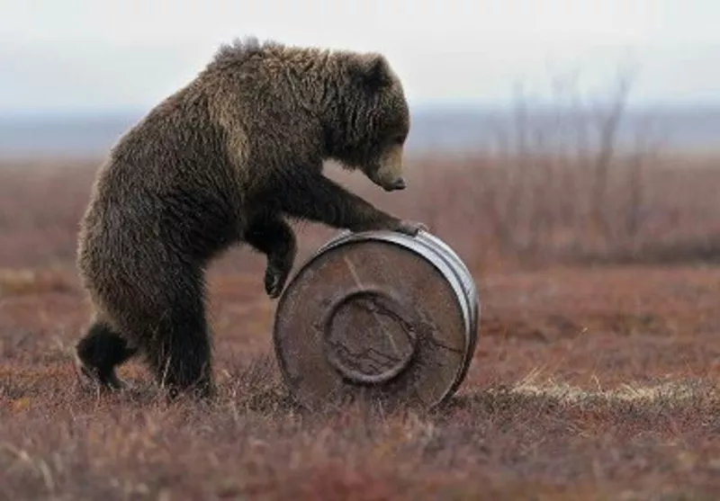 Грузчики круглосуточно-Русский Медведь