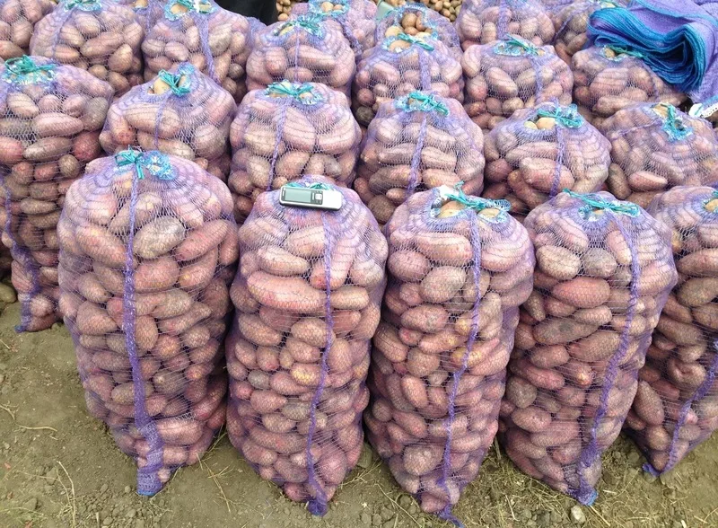 Продаю молодой картофель оптом в краснодарском крае